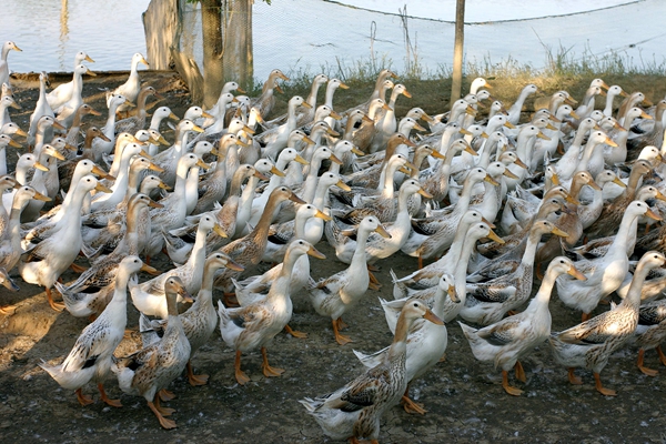 法律科普 | 一般耕地上到底能不能建设养殖场